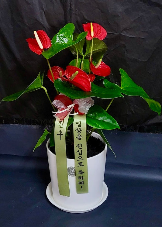 Red Anthurium Plant in Ceramic Pot
