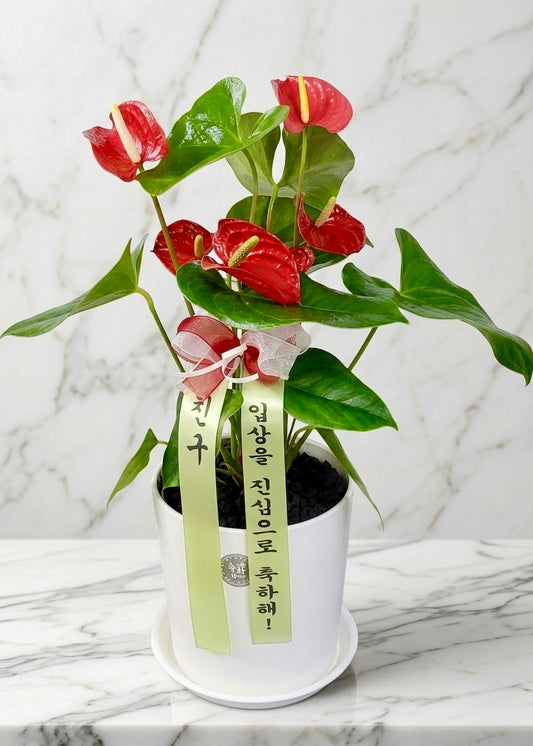 Scarlet Heart Anthurium