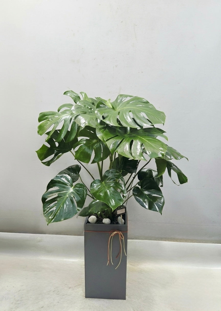 Large Monstera plant with lush glossy split leaves displayed in a modern gray planter, perfect for stylish home or office décor.