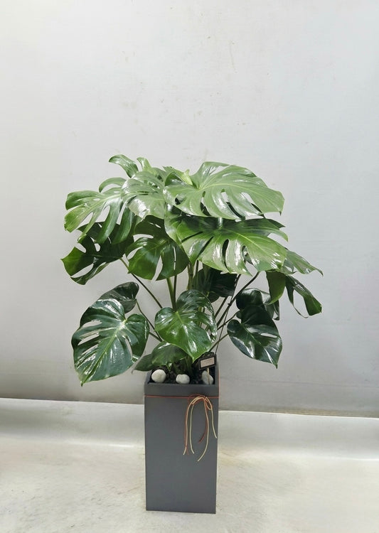 Large Monstera plant with lush glossy split leaves displayed in a modern gray planter, perfect for stylish home or office décor.