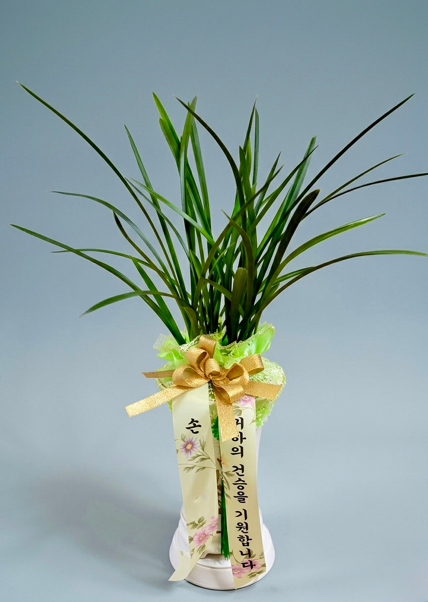 Steely Integrity – Iron-Spirited Korean Orchid
